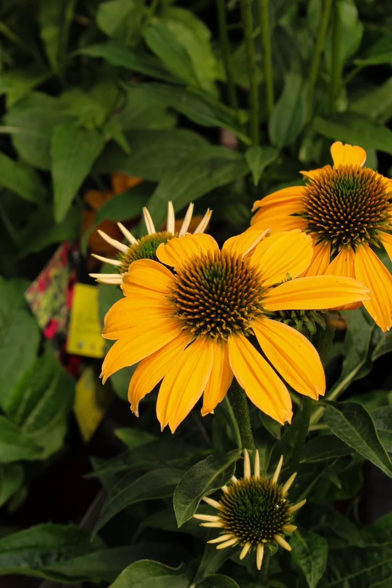 Échinacée ‘Sombrero Granada Gold’ (Echinacea Sombrero® 'Granada Gold')