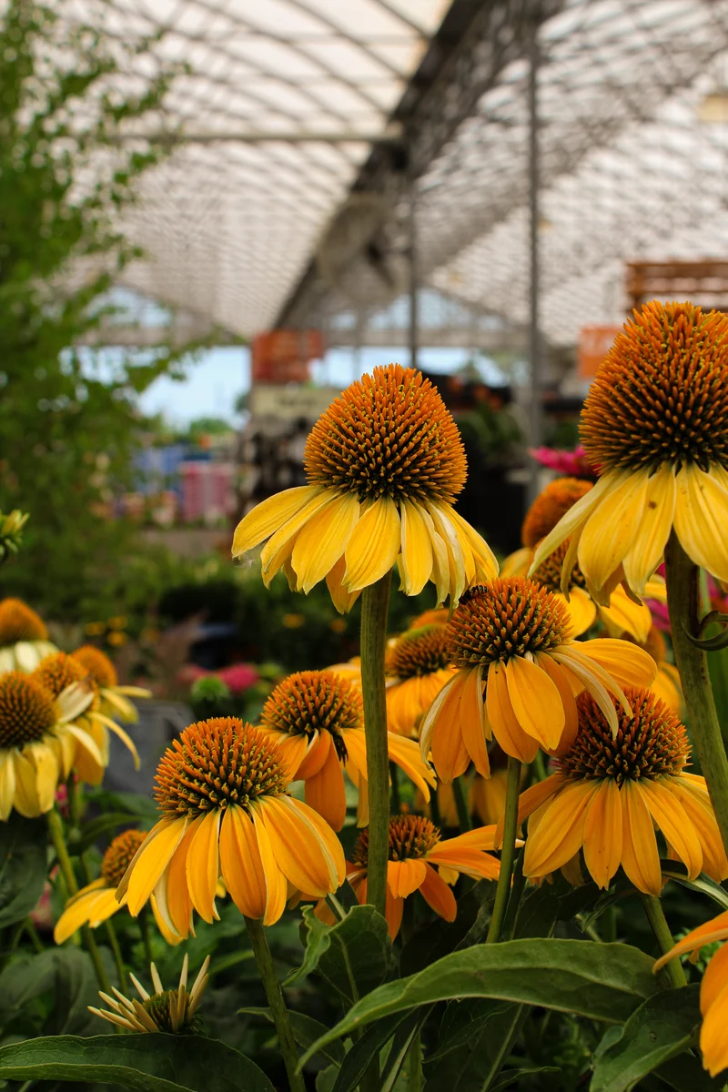 Échinacée ‘Sombrero Granada Gold’ (Echinacea Sombrero® 'Granada Gold')