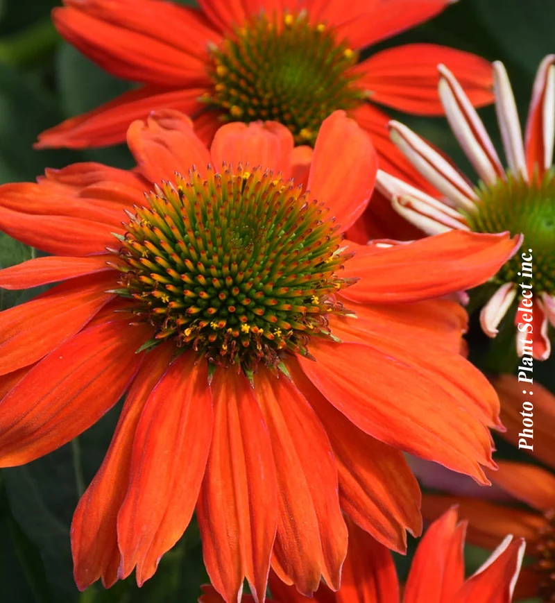 Échinacée ‘Sombrero Flamenco Orange’ (Echinacea Sombrero® 'Flamenco Orange')