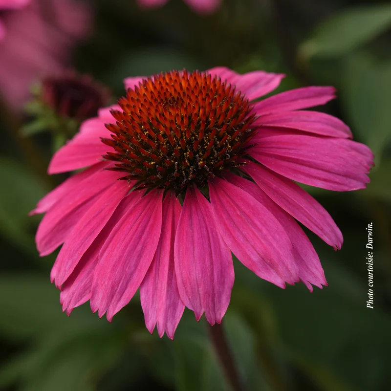 Échinacée ‘Sombrero Rosada’ (Echinacea Sombrero® 'Rosada')