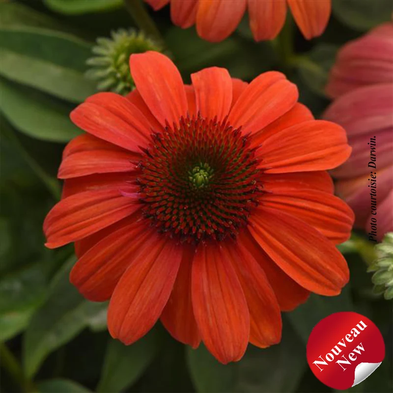 Échinacée ‘Sombrero Mandarin Mambo’ (Echinacea Sombrero® 'Mandarin Mambo')