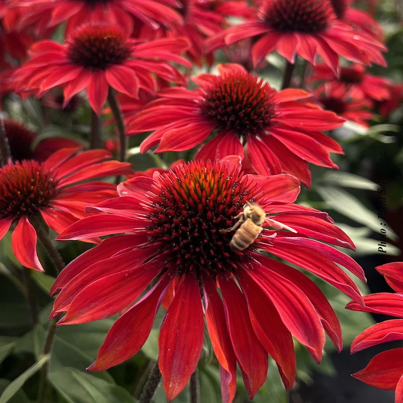Échinacée ‘Sombrero Sangrita’ (Echinacea Sombrero® 'Sangrita')