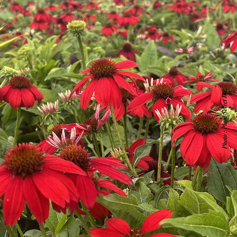 Échinacée ‘Sombrero Salsa Red’ (Echinacea Sombrero® 'Salsa Red')