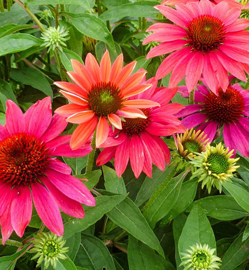 Échinacée ‘Sombrero Tres Amigos’ (Echinacea Sombrero® 'Tres Amigos')