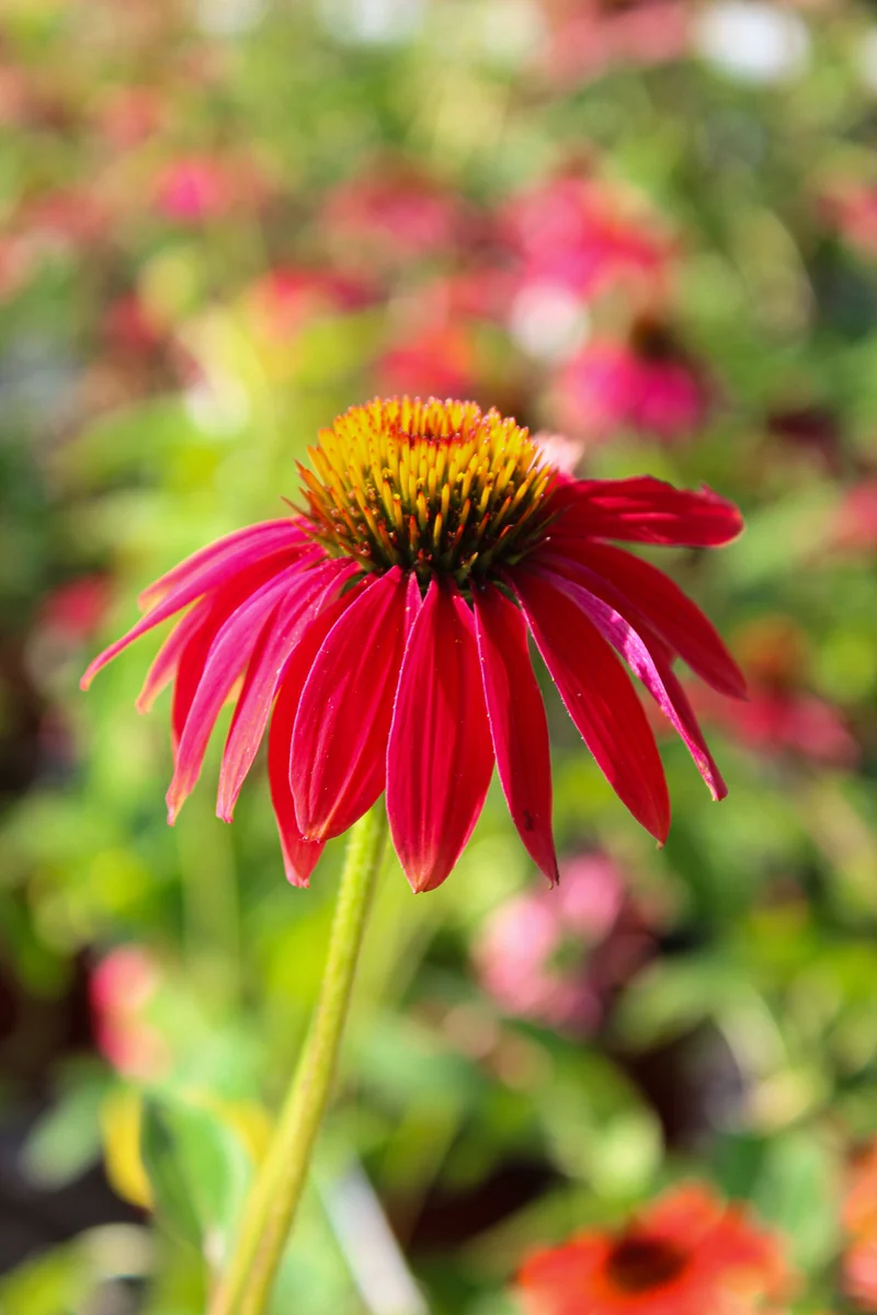 Échinacée ‘Sombrero Tres Amigos’ (Echinacea Sombrero® 'Tres Amigos')