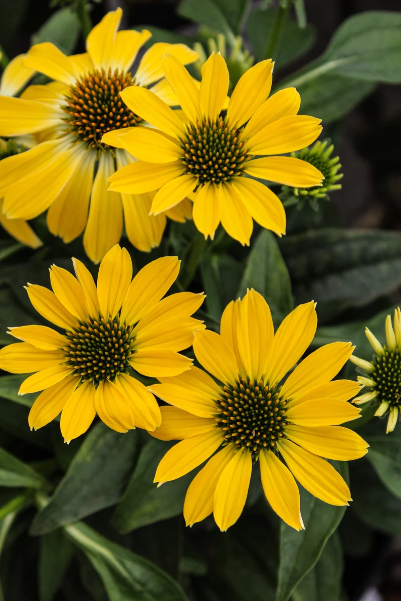 Échinacée ‘Sombrero Summer Solstice’ (Echinacea Sombrero® 'Summer Solstice')