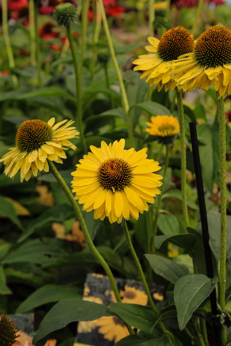 Échinacée ‘Sunseekers Golden Sun’ (Echinacea Sunseekers® 'Golden Sun')