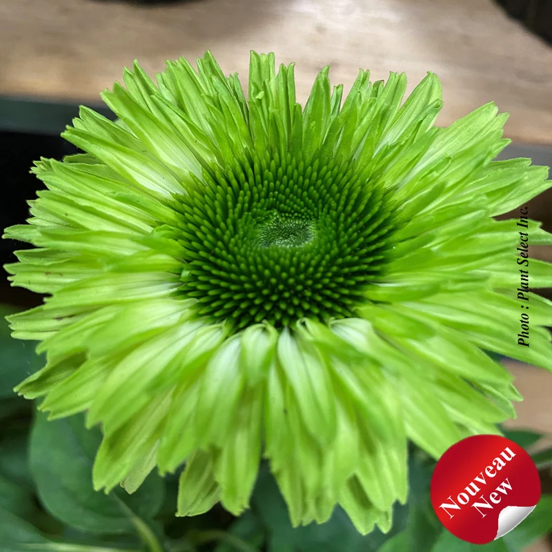 Échinacée ‘Sunseekers Apple Green’ (Echinacea Sunseekers® 'Apple Green')