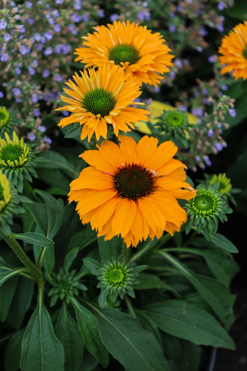 Échinacée ‘Sunseekers Mineola’ (Echinacea Sunseekers® 'Mineola')
