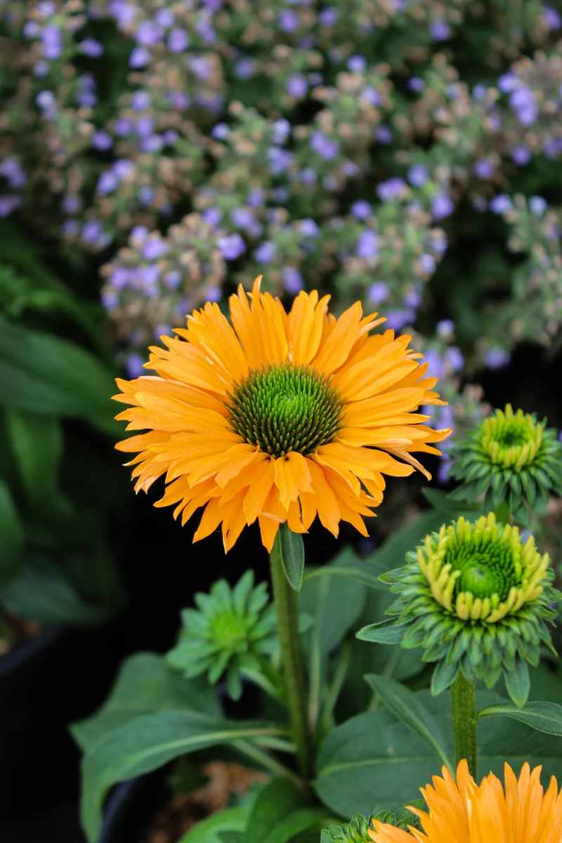 Échinacée ‘Sunseekers Mineola’ (Echinacea Sunseekers® 'Mineola')