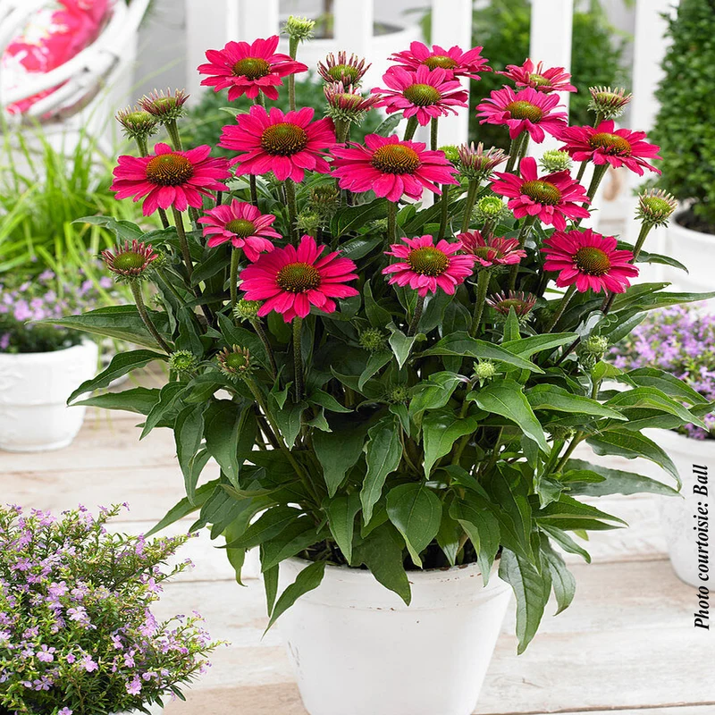 Échinacée ‘Sunseekers Magenta’ (Echinacea Sunseekers® 'Magenta')