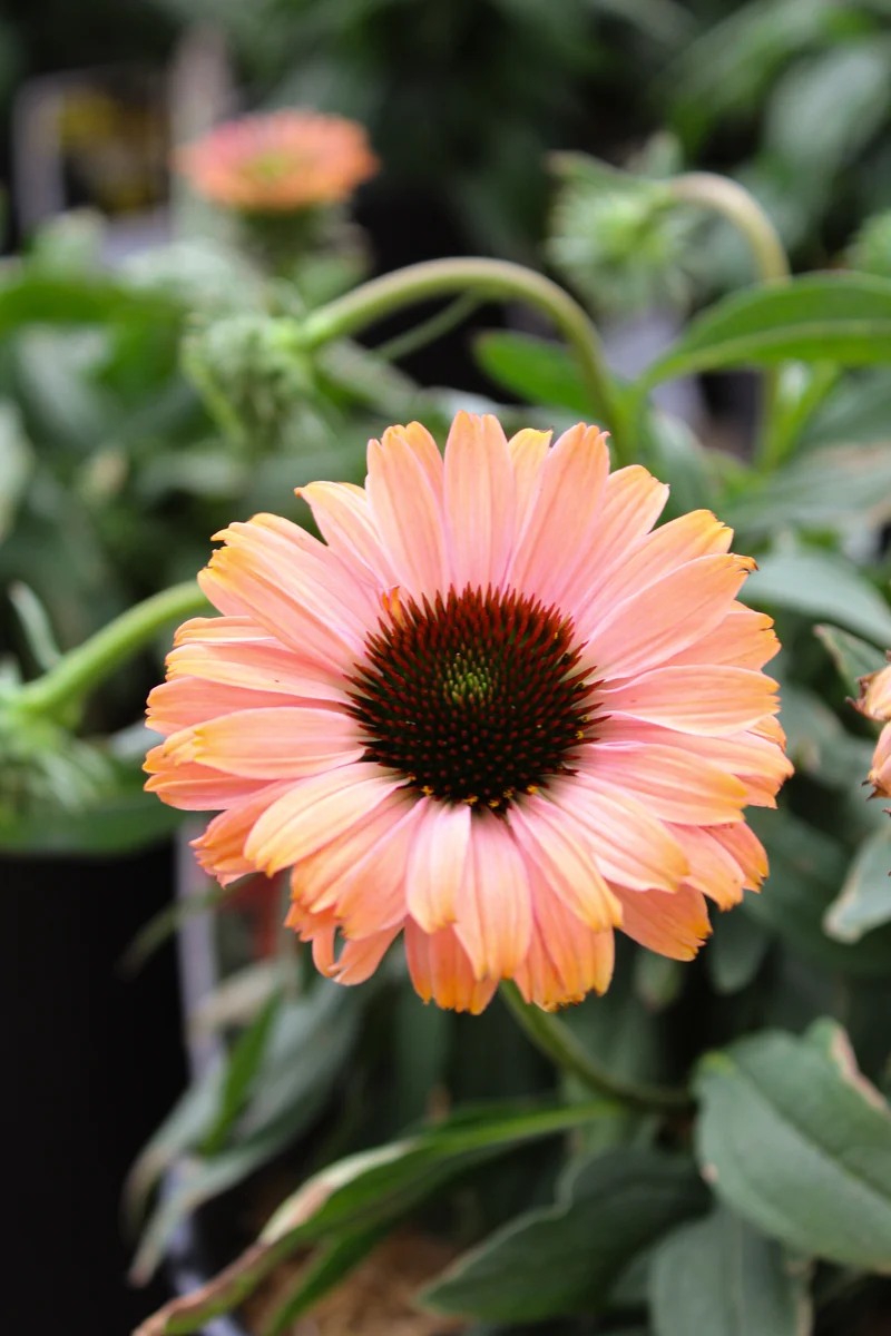 Échinacée ‘Sunseekers Rainbow’ (Echinacea Sunseekers® 'Rainbow')