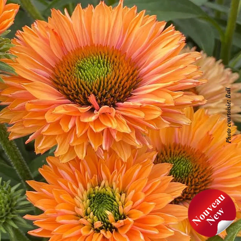 Échinacée ‘Sunseekers Pumpkin Pie’ (Echinacea Sunseekers® 'Pumpkin Pie')