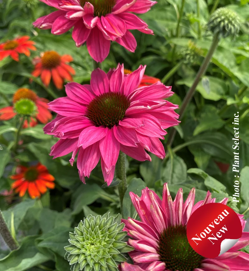 Échinacée ‘Sunseekers Sweet Fuchsia’ (Echinacea Sunseekers® 'Sweet Fuchsia')