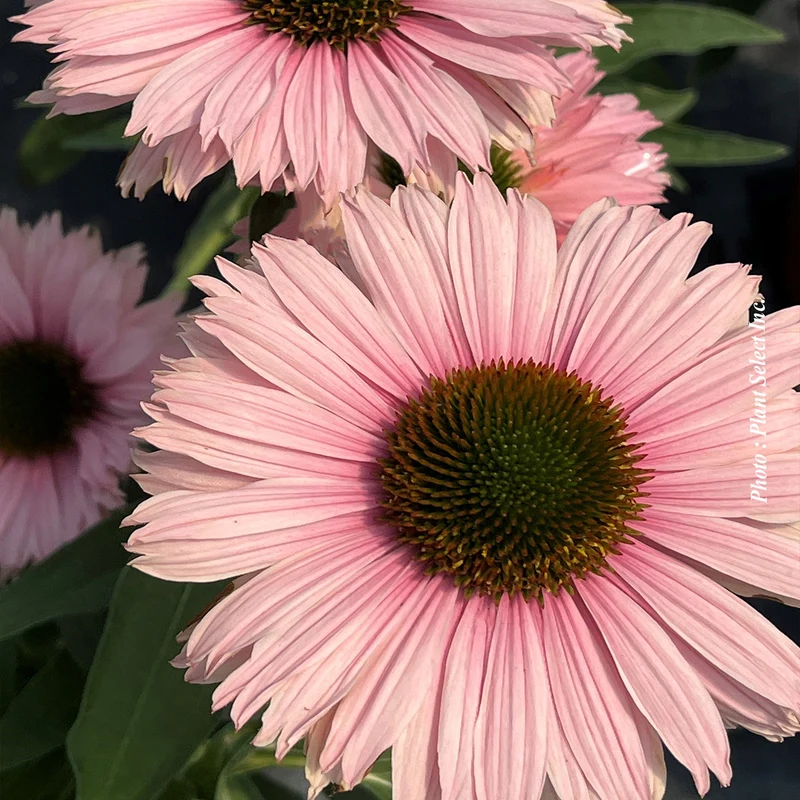 Échinacée ‘Sunseekers Salmon’ (Echinacea Sunseekers® 'Salmon')