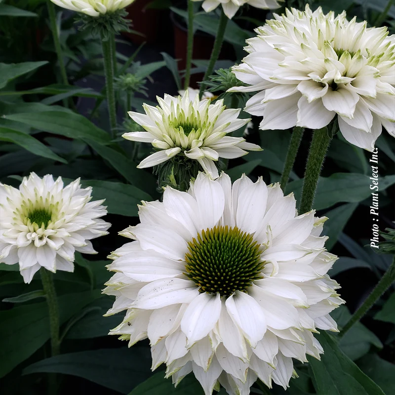 Échinacée ‘Sunseekers White Perfection’ (Echinacea Sunseekers® 'White Perfection')