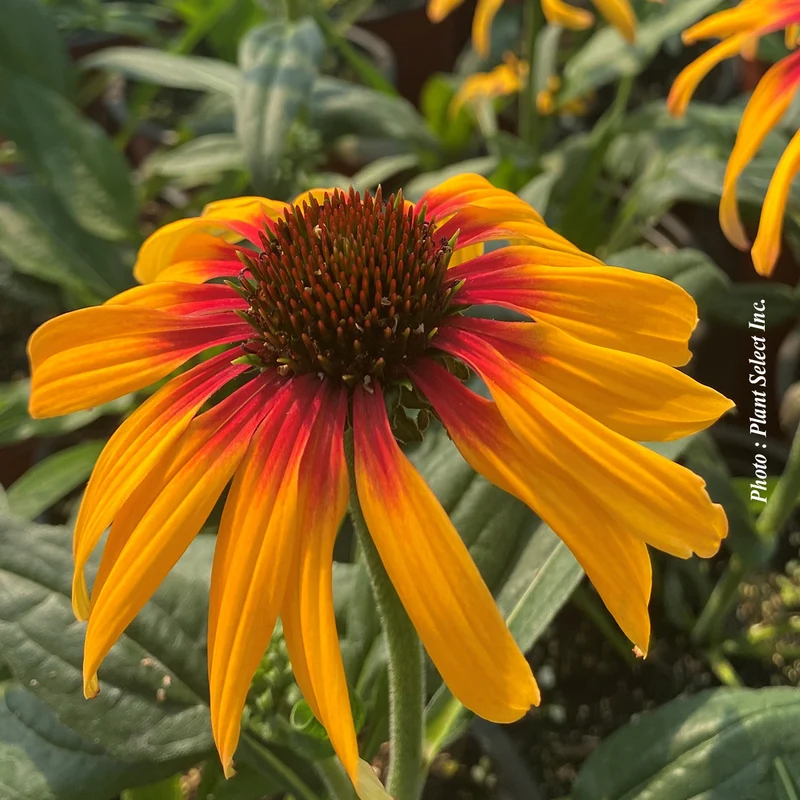 Échinacée ‘Sunseekers Tequila Sunrise’ (Echinacea Sunseekers® 'Tequila Sunrise')