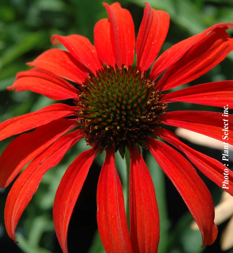 Échinacée ‘Tomato Soup’ (Echinacea 'Tomato Soup')