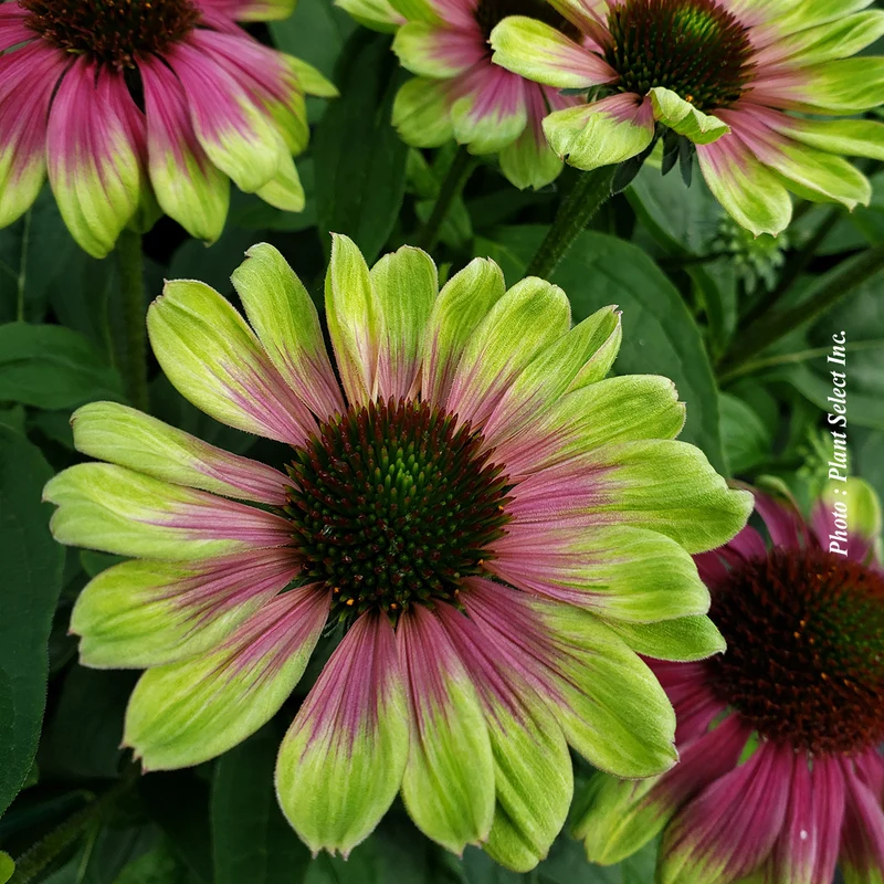 Échinacée ‘Sweet Sandia’ (Echinacea 'Sweet Sandia')