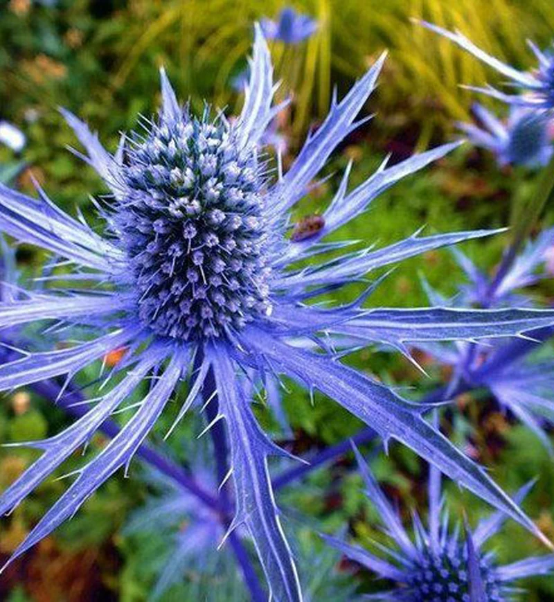 Panicaut ‘Blue Glitter’ (Eryngium 'Blue Glitter')