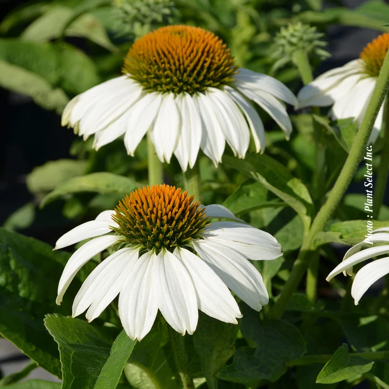 Échinacée ‘White Swan’ (Echinacea purpurea 'White Swan')