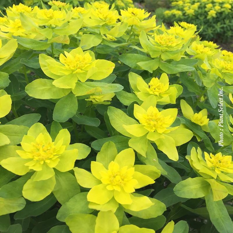 Euphorbe polychroma (Euphorbia polychroma)