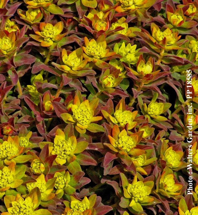 Euphorbe ‘Bonfire’ (Euphorbia 'Bonfire')