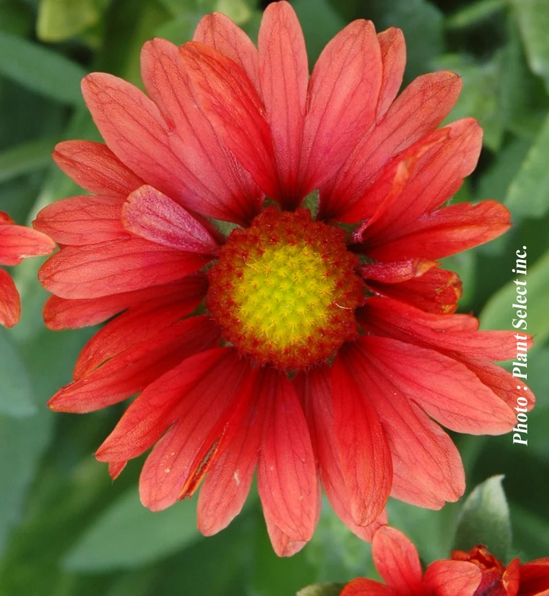 Gaillarde ‘Arizona Red Shades’ (Gaillardia 'Arizona Red Shades')