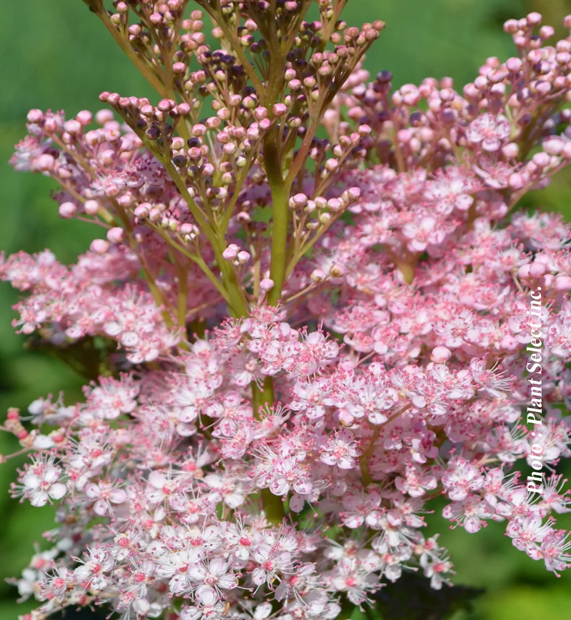 Filipendule ‘Venusta Magnifica’ (Filipendula rubra 'Venusta Magnifica')