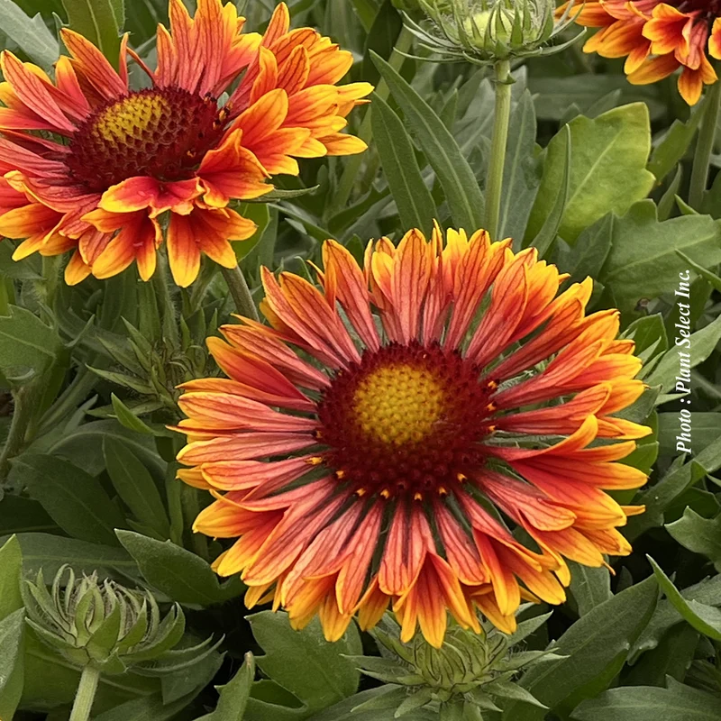 Gaillarde ‘SpinTop Copper Sun’ (Gaillardia SpinTop™ 'Copper Sun')