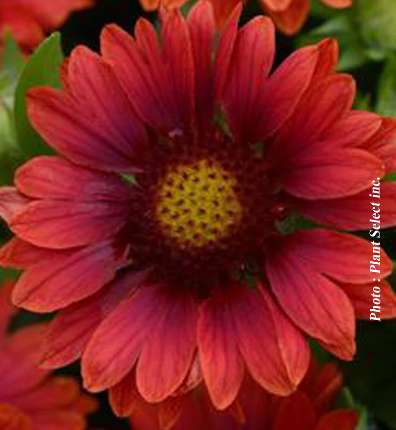 Gaillarde ‘Mesa Red’ (Gaillardia 'Mesa Red')
