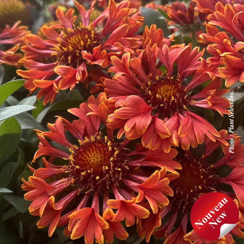 Gaillarde ‘SpinTop Mariachi Red Sky’ (Gaillardia Spintop™ 'Mariachi Red Sky')