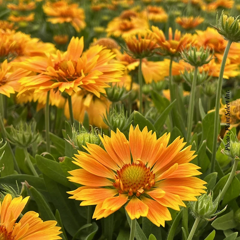 Gaillarde ‘SpinTop Mango’ (Gaillardia SpinTop™ 'Mango')