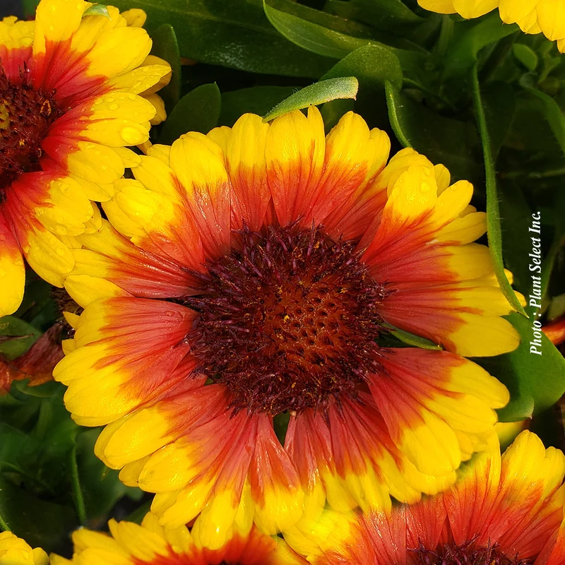 Gaillarde ‘SpinTop Red Starburst’ (Gaillardia SpinTop™ 'Red Starburst')