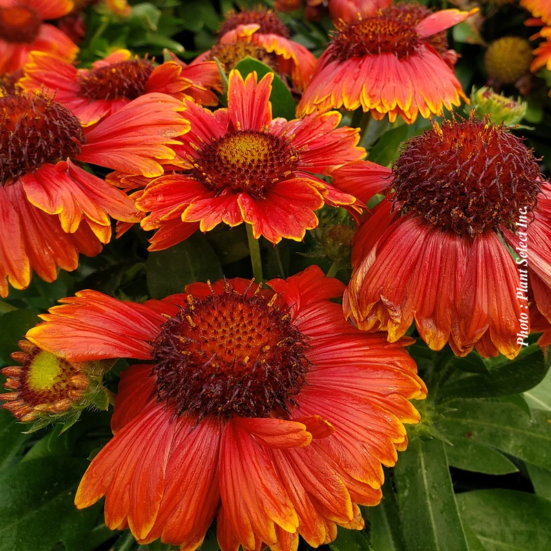 Gaillarde ‘SpinTop Red’ (Gaillardia SpinTop™ 'Red')