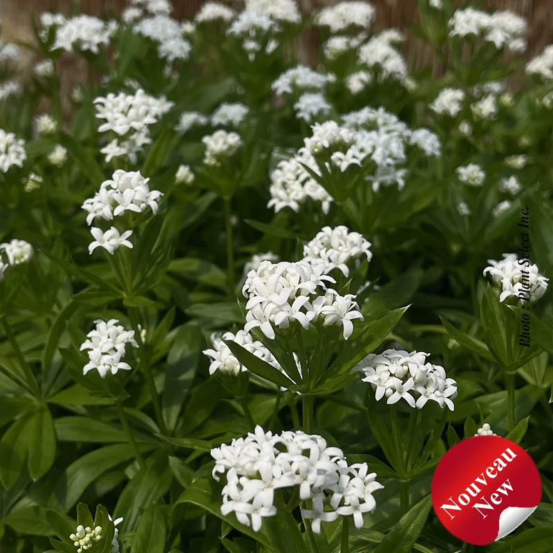 Aspérule odorante odoratum (Galium Odoratum)