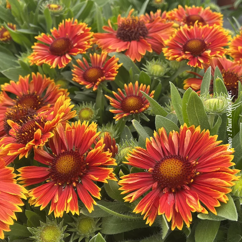 Gaillarde ‘SpinTop Yellow Touch’ (Gaillardia SpinTop™ 'Yellow Touch')