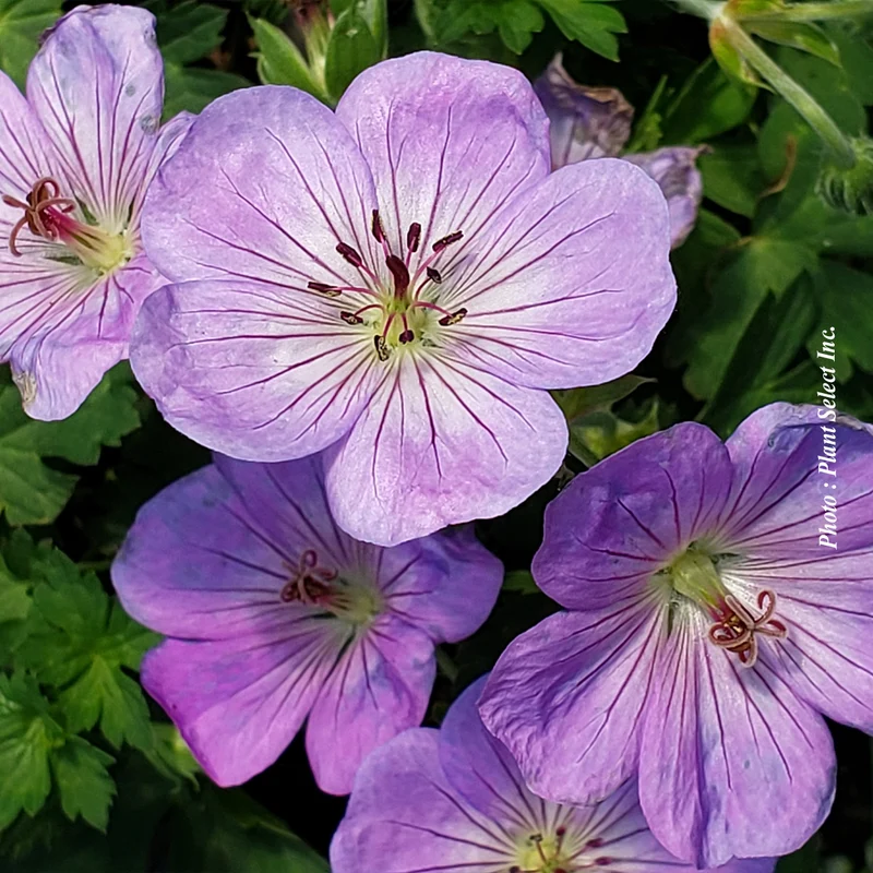 Géranium vivace ‘Azure Rush’ (Geranium 'Azure Rush')