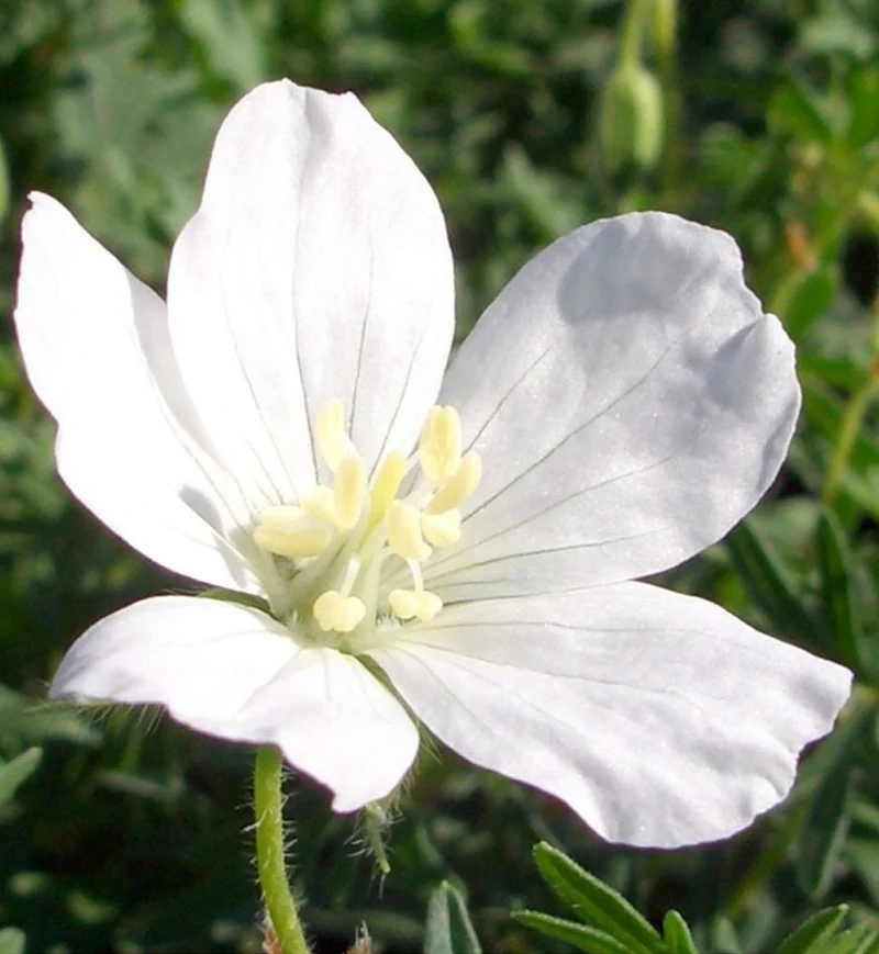 Géranium vivace ‘Album’ (Geranium 'Album')
