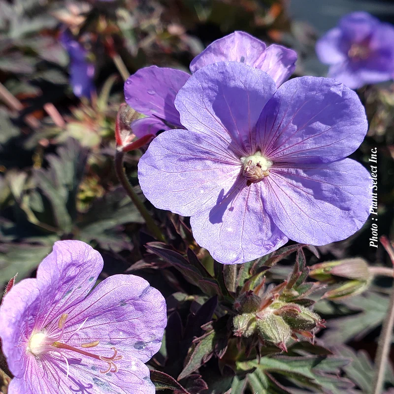 Géranium vivace ‘Boom Chocolatta’ (Geranium pratense 'Boom Chocolatta')