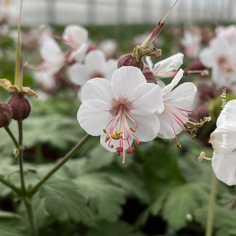 Géranium vivace ‘Biokovo’ (Geranium cantabrigiense 'Biokovo')