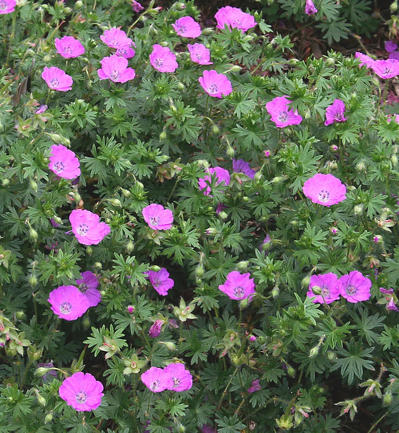 Géranium vivace ‘Max Frei’ (Geranium sanguineum 'Max Frei')
