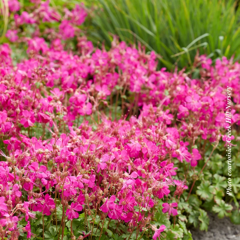 Géranium vivace ‘Intense’ (Geranium 'Intense')