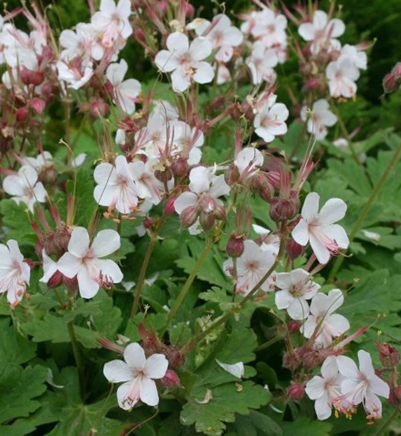 Géranium vivace ‘Spessart’ (Geranium macrorrhizum 'Spessart')