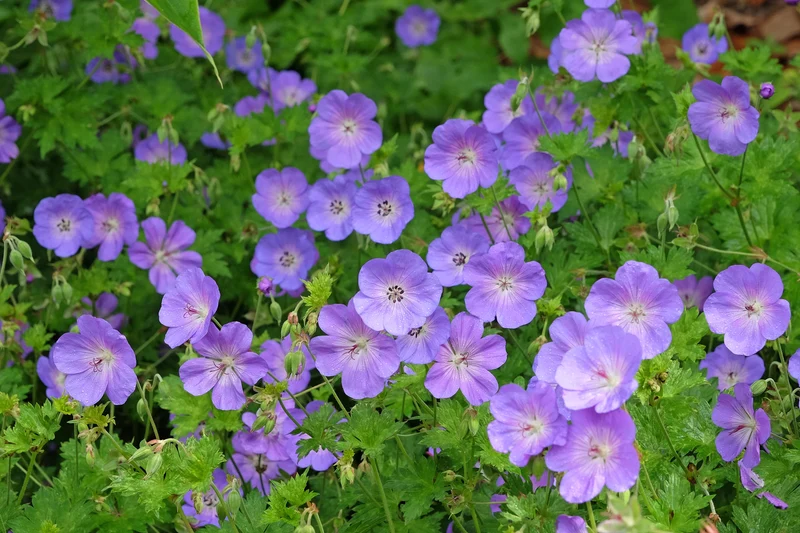 Géranium vivace ‘Rozanne’ (Geranium 'Rozanne')