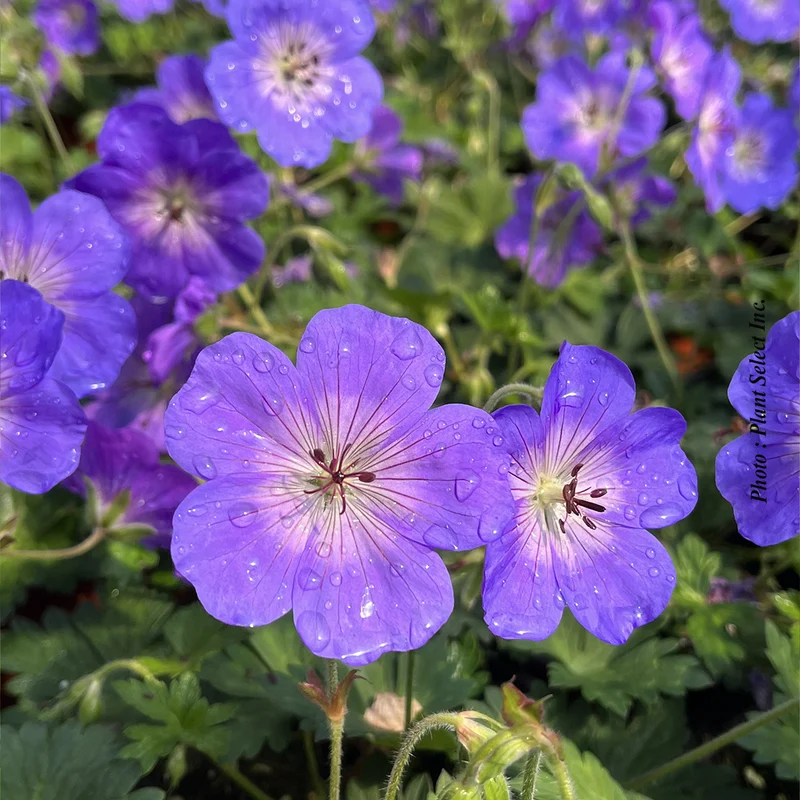Géranium vivace ‘Rozanne’ (Geranium 'Rozanne')