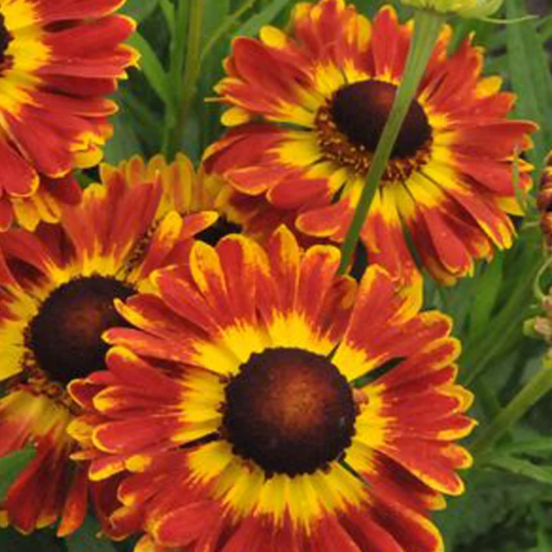 Hélénie ‘Mariachi Fuego’ (Helenium aut. Mariachi™ 'Fuego')