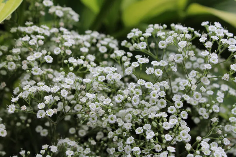 Gypsophile ‘Summer Sparkles’ (Gypsophila 'Summer Sparkles')