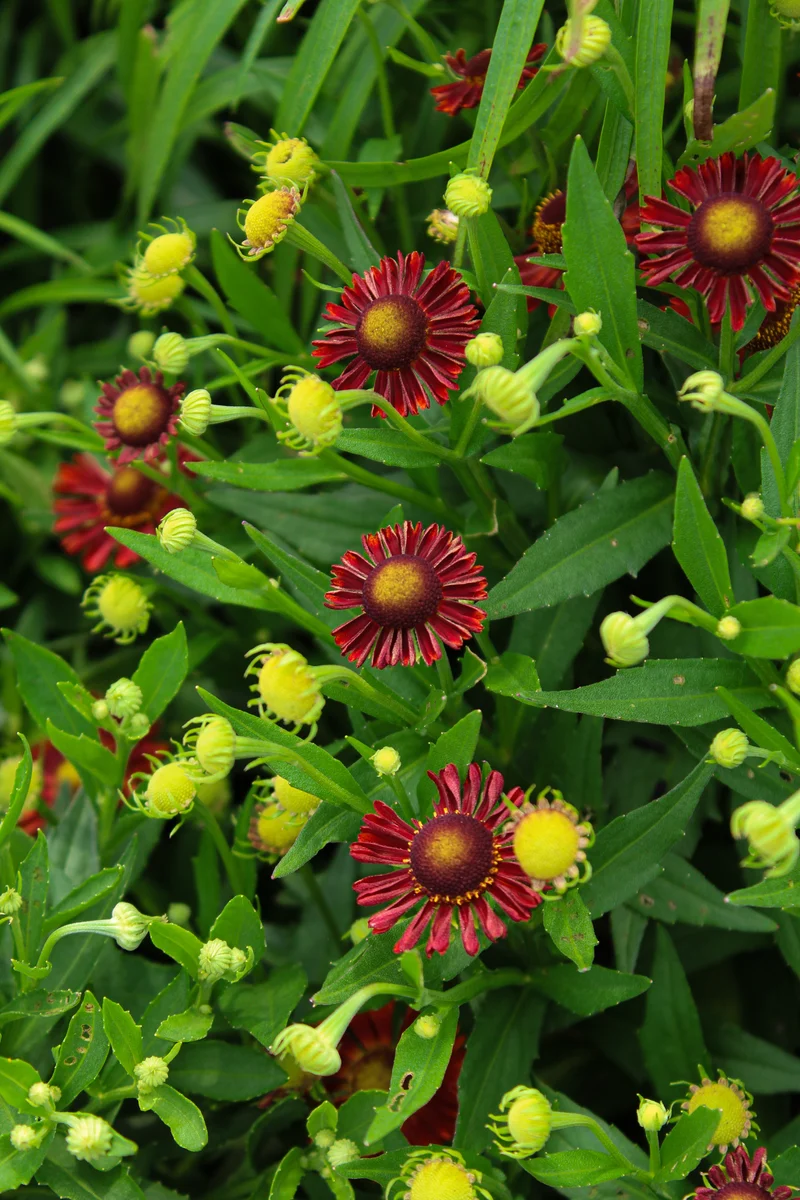 Hélénie ‘Mariachi Siesta’ (Helenium aut. Mariachi™ 'Siesta')