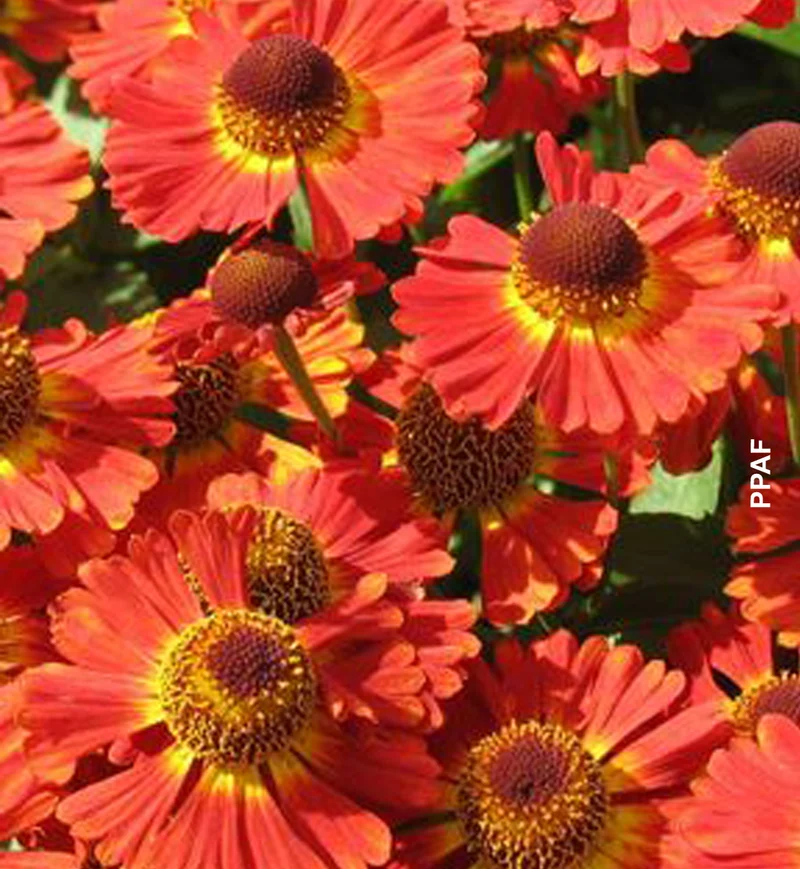 Hélénie ‘Mariachi Salsa’ (Helenium aut. Mariachi™ 'Salsa')
